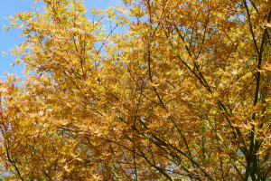 Acer palmatum Hino tori nishiki           